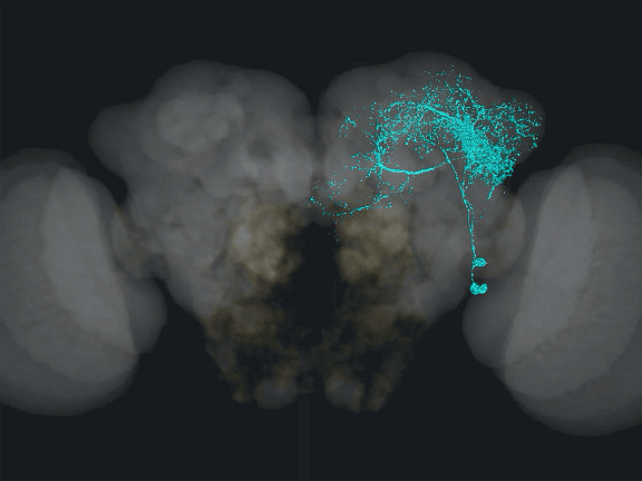 Dopamine may regulate male sexual behavior: NCNU study