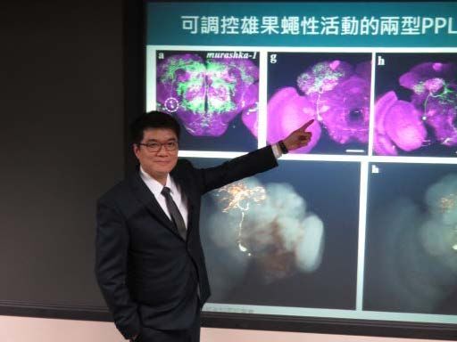 Dopamine may regulate male sexual behavior: NCNU study