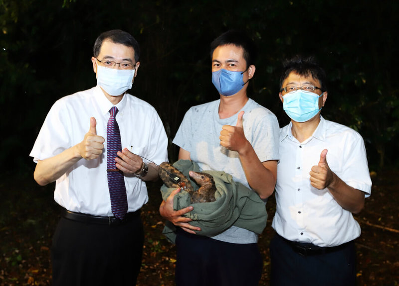 一隻保育類穿山甲日前被發現受困暨南大學污水廠機車道附近，經檢視為體長80公分、重5000公克的懷孕個體，暨大校長武東星（左）23日晚間與穿山甲專家孫敬閔（中）進行野放研究，命名這隻穿山甲研究代號為「皇后泡泡」。（暨南大學提供）中央社記者蕭博陽南投縣傳真 111年6月24日